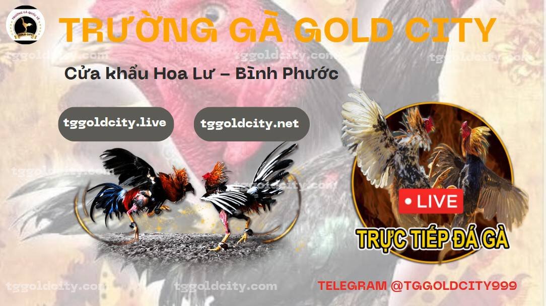 Trang Web Gold City trực tiếp đá gà C1 tại Gold City